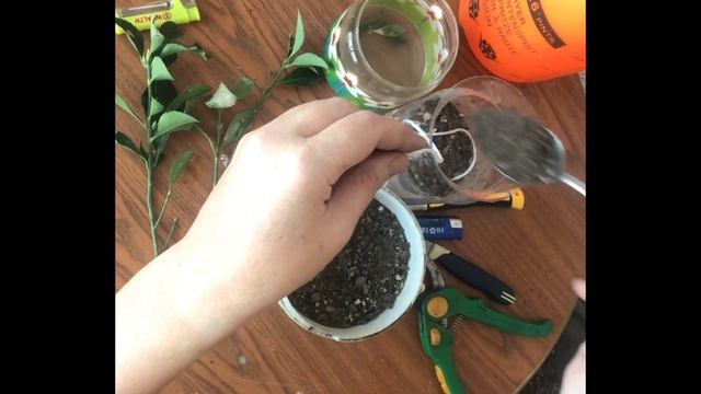 Как укоренить бересклет? Эксперимент по укоренению бересклета японского на фитильном поливе! смотреть онлайн