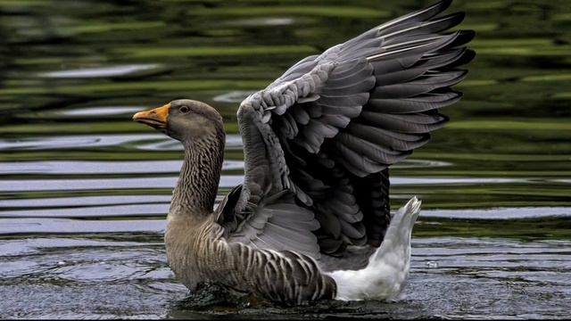 Maria Grinberg - Beethoven - Piano Sonata No 32 in C minor, Op 111 смотреть онлайн