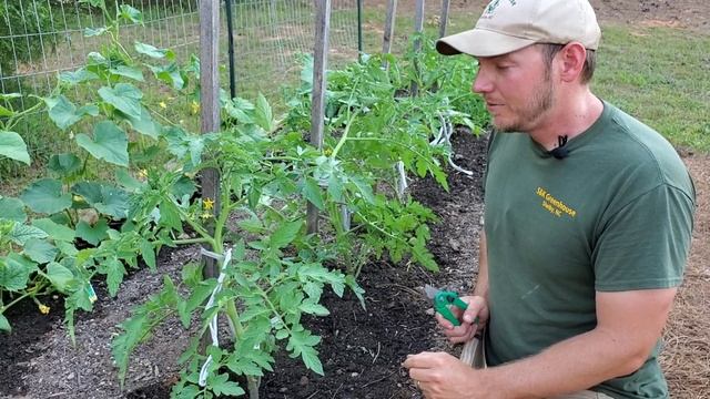 Tomato Gardening| How to prune and stake your tomato plants for optimal growth. смотреть онлайн