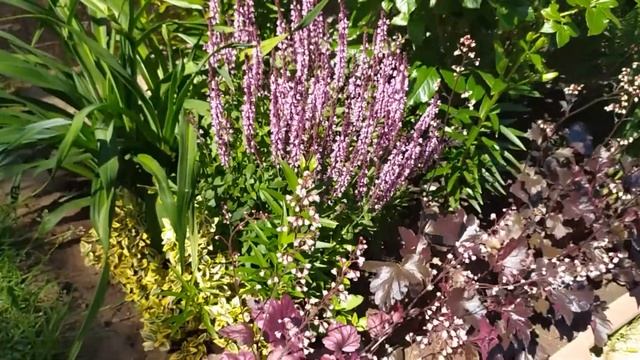 Шалфей дубравный розовый в моём саду. Как всегда радует своим ярким цветением!!! смотреть онлайн