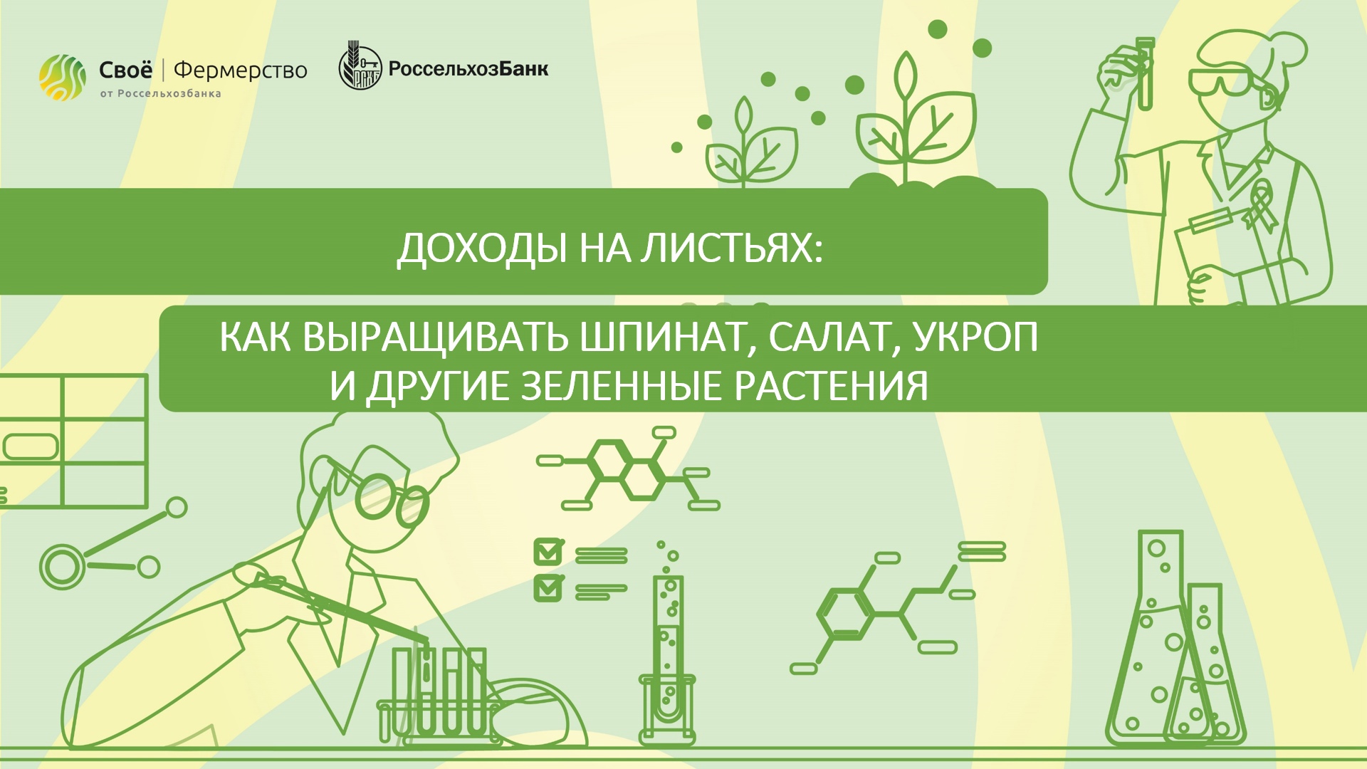 Доходы на листьях: как выращивать шпинат, салат, укроп и другие зеленные растения