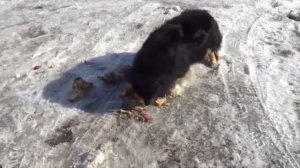 Шок! Голодные собаки! Кушают!