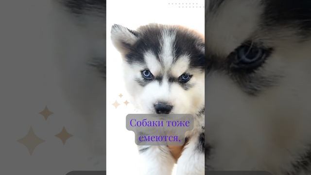 Макс Истиман про собак и любовь к ним! #собаки #husky #хаски