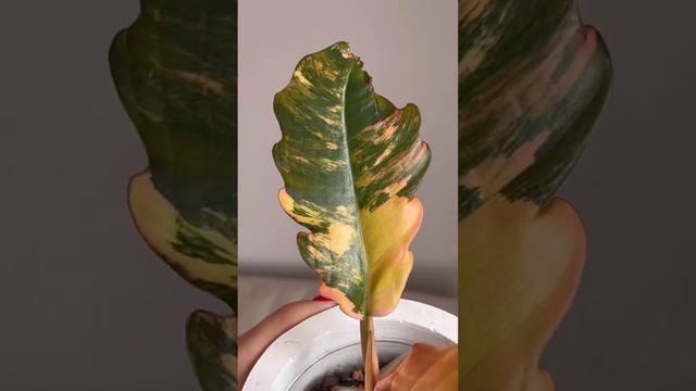 Caramel marble 🔥 #philodendron #philodendroncaramelmarble  #филодендрон #филодендронкарамель