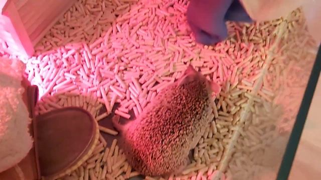 Ушастый ёжик Девилл,самый активный ушасттк Ежеминутки.В своем домике. смотреть онлайн