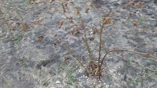 Ежевика без шипов. Как выросли кусты за один сезон с момента посадки