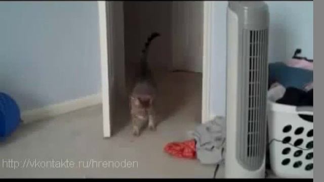 Кот очень испугался, аж подпрыгнул ПРИКОЛ ПРО КОТА смотреть онлайн