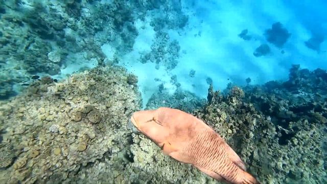 Египет 2021 МАРЛИН в красном море. РИФ - магнит огромных рыб (park regency sharm el sheikh) Marlin смотреть онлайн