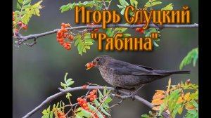 Игорь Слуцкий Рябина.mp4