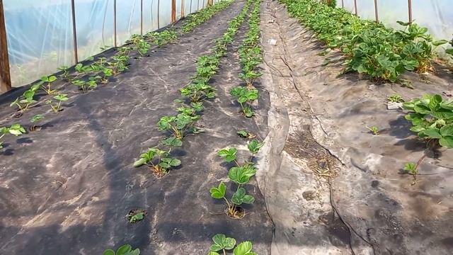 Грядки для клубники без бугров, переходим на сорт АЗИЯ.... смотреть онлайн