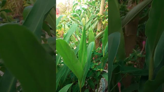 ginger lily plant