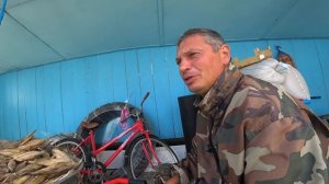 наступила осень, пора садить грибы, вешенка на кукурузе садим без мицелия))))