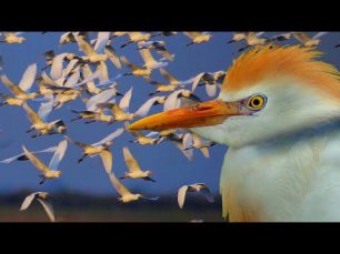 Миграции птиц на Каспийском море: ЦАПЛЯ ЕГИПЕТСКАЯ в 4К | Film Studio Aves