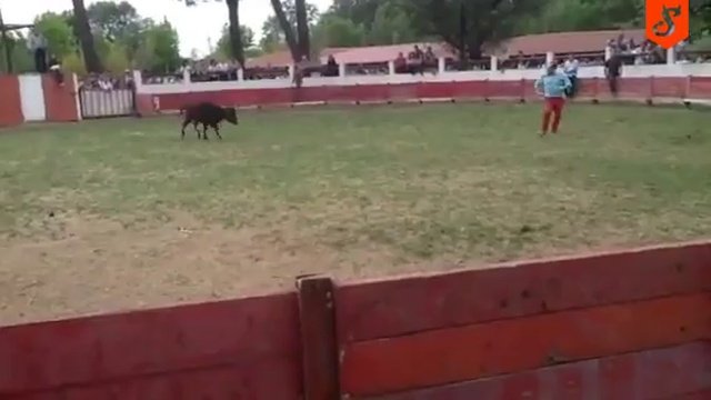 Бычок нокаутировал смельчака