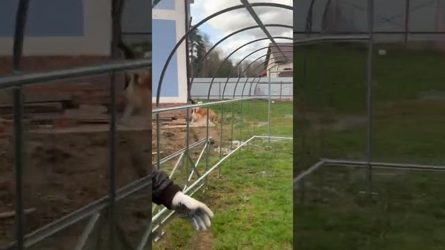 Сборка теплицы ПЕРЧИНА-М ПЛЮС от компании ВОЛЯ