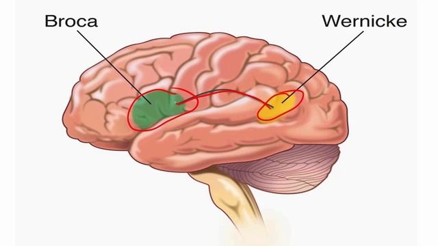 USMLE RX - 9.Неврология и спец.чувства - 1.Анат,физо - 8.Функции коры головного мозга