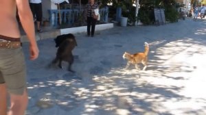 Dog and cat fight