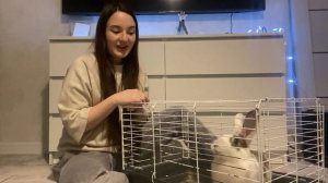 Плюсы и минусы содержания кролика в домашних условиях