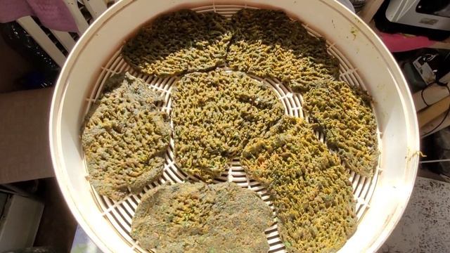 Жизнь без еды и воды-практикую( май 2022-3 дня) ! Дикоросы помогают. Дикорастущие съедобные растени смотреть онлайн