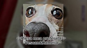 Piesa mea preferata -Vescan&Kamelia-     #speedup #music #kamelia #vescan #romanian #moldova 🇹🇩🇲🇩