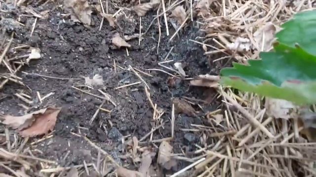 Борьба с земляничной нематодой смотреть онлайн