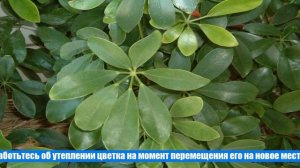 Шефлера – как вырастить роскошное украшение для дома и офиса?