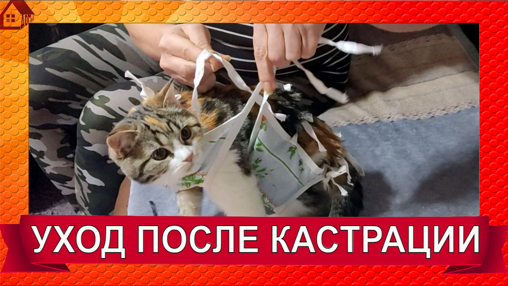 стерилизация кошки