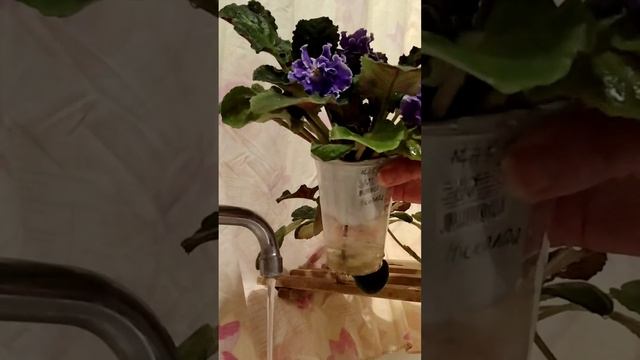 #056  Как мыть фиалки правильно в зимний период