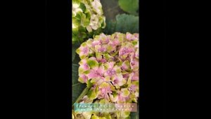 Гортензия крупнолистная Мэджикал Джевел Роуз Hydrangea macrophylla Magical Jewel Rose