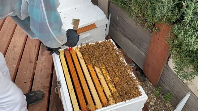 Американский улей- American Hive - 188