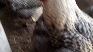 Куры и петухи  кросса Гриз Бар!