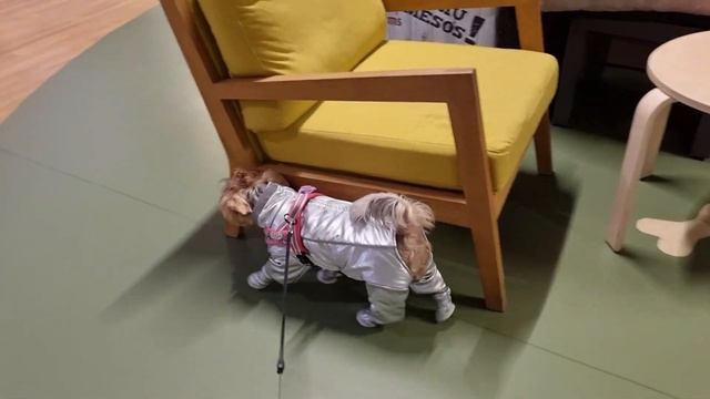 Dog vlog дог влог поездка с Йорком в салон красоты