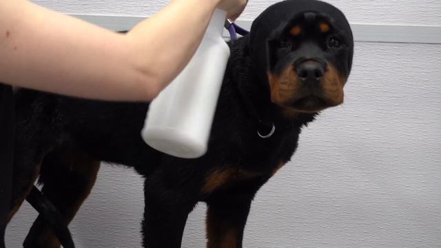 World class Rottweiler puppy first spa day