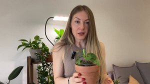 Неприхотливые комнатные растения. Растения для начинающих, которые красиво смотрятся в интерьере.