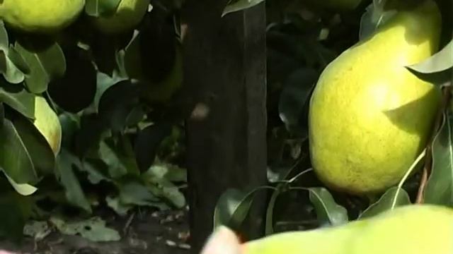 Груша поздняя. Тетянина садиба 2012 смотреть онлайн