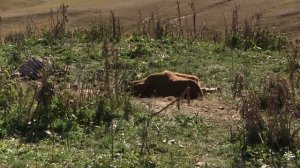 Джигитовка ? карачаевская порода лошадей Къ