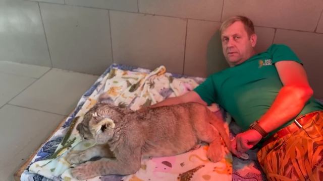 Счастливый львенок НАСЛАЖДАЕТСЯ ЖИЗНЬЮ рядом с Олегом Зубковым! смотреть онлайн