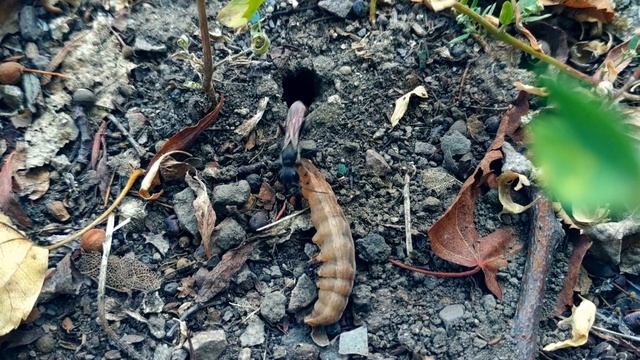 Оса-наездник тащит и закапывает жертву смотреть онлайн