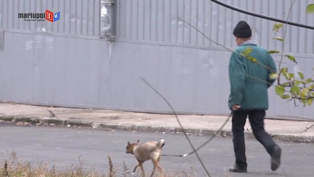 Зоозащитники требуют посадить хозяина, который травит собаку на бездомных животн