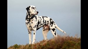 Далматин. Dalmatian.