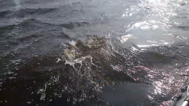 5-килограммовая щука на TsuYoki PARTNER 110 SP 803S. смотреть онлайн