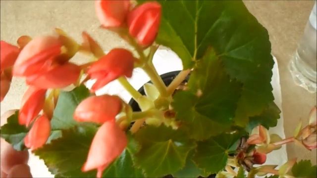 ЧТО ДЕЛАТЬ, ЕСЛИ БЕГОНИЯ ОТЦВЕЛА? КАК ВОЗОБНОВИТЬ ЦВЕТЕНИЕ? смотреть онлайн