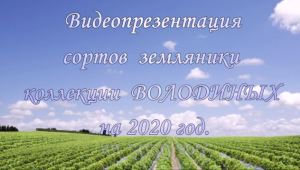 Видеопрезентация сортов земляники коллекции Володиных на 2020.