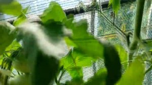 Сорт Винный болгарский великан - обзор на кусте и дегустация
