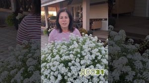 Алиссум вегетативный. Секреты выращивания.