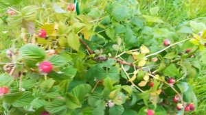 Наша малина, сорта Журавлик, Оранжевое чудо, Бригантина, Беглянка.