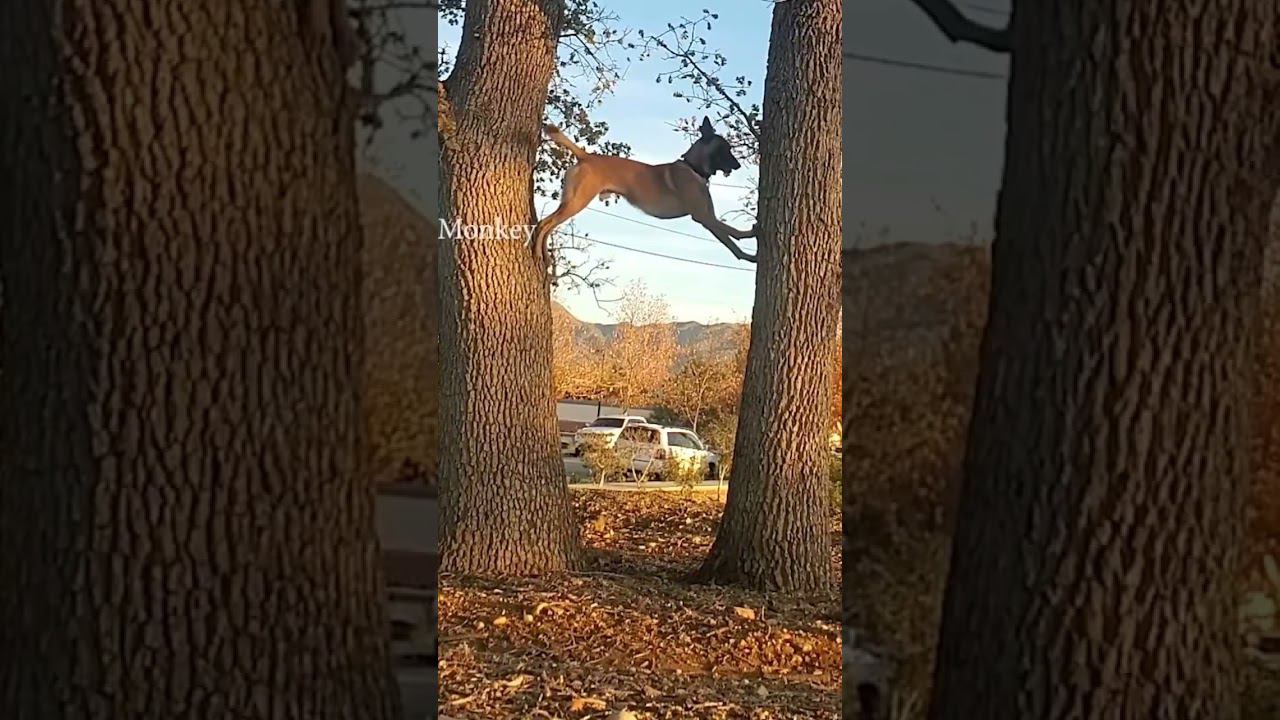 Странный пес смотреть онлайн