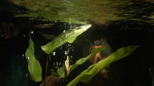 Анубиас гигантский зацвёл в аквариуме с цихлидами / Anubias gigantea