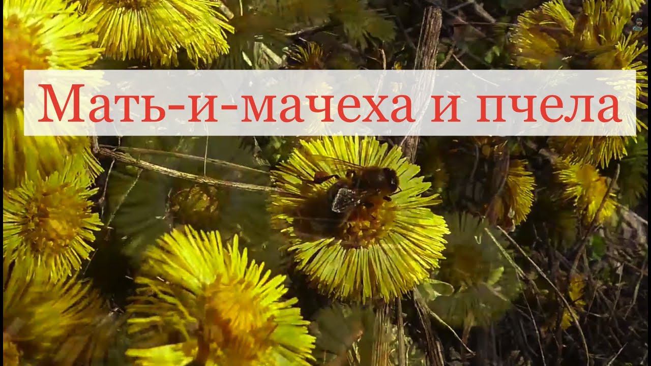 Мать и мачеха и пчела