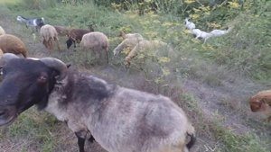 Результат скрещивания сорта Романовских баранов с обычными